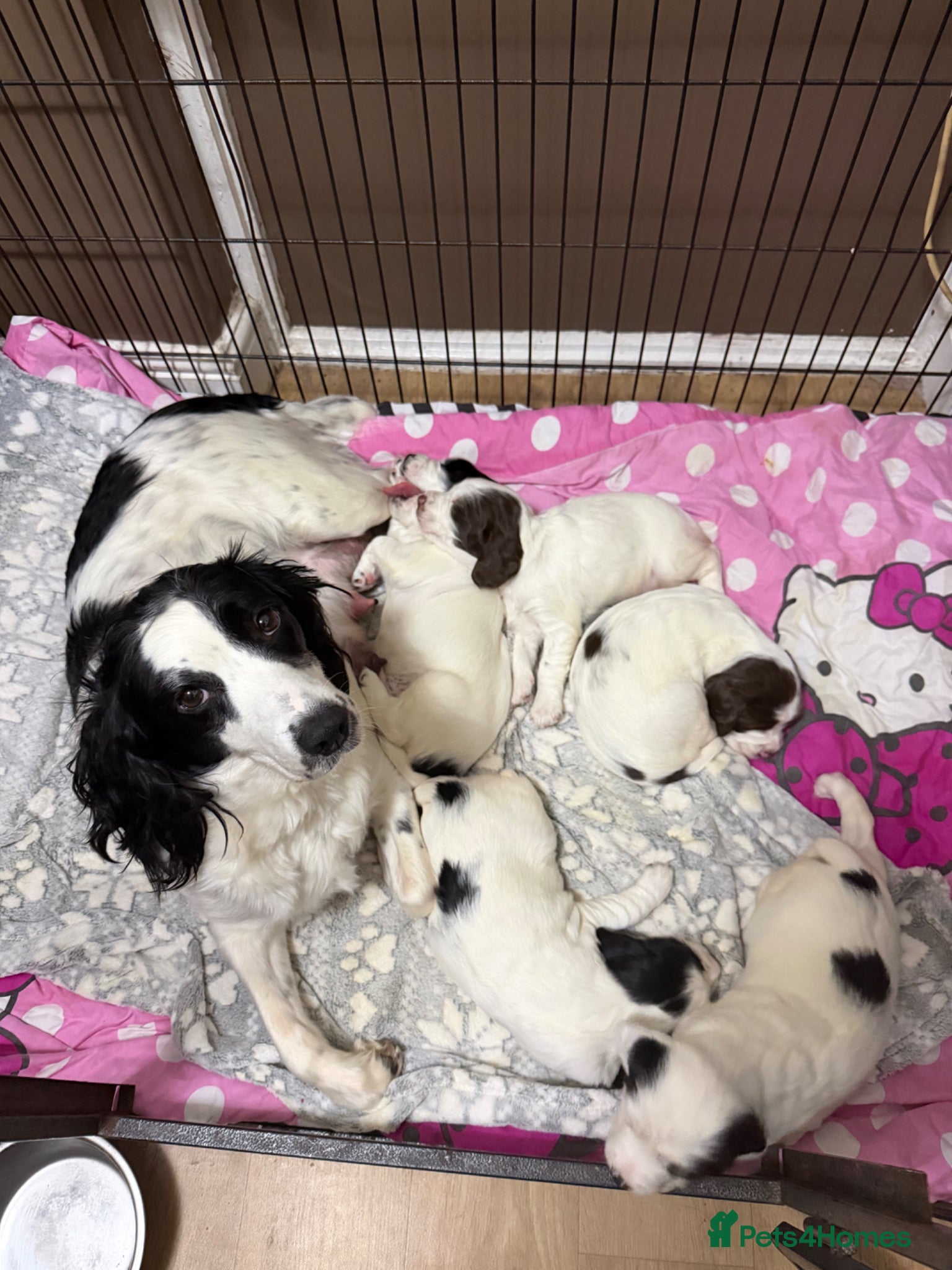 English Springer Spaniel dogs English springer spanial - Advert 5