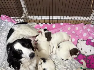 English Springer Spaniel dogs English springer spanial - Advert 5