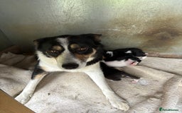 Border Collie dogs for sale: Beautiful Border Collie Puppies - Image 11