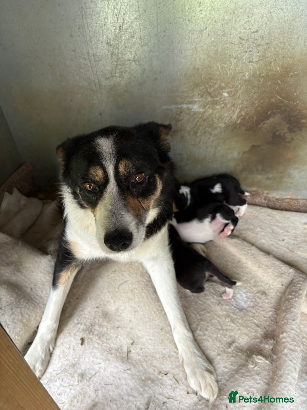 Border Collie dogs for sale: Beautiful Border Collie Puppies - Image 11