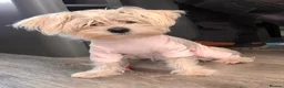 Morkie dogs for sale: Morkie  - Advert 8