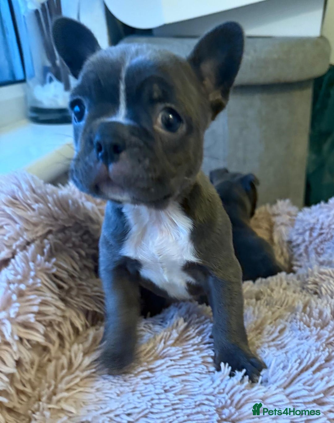 Boston Terrier dogs for sale: Boston puppies - Advert 3