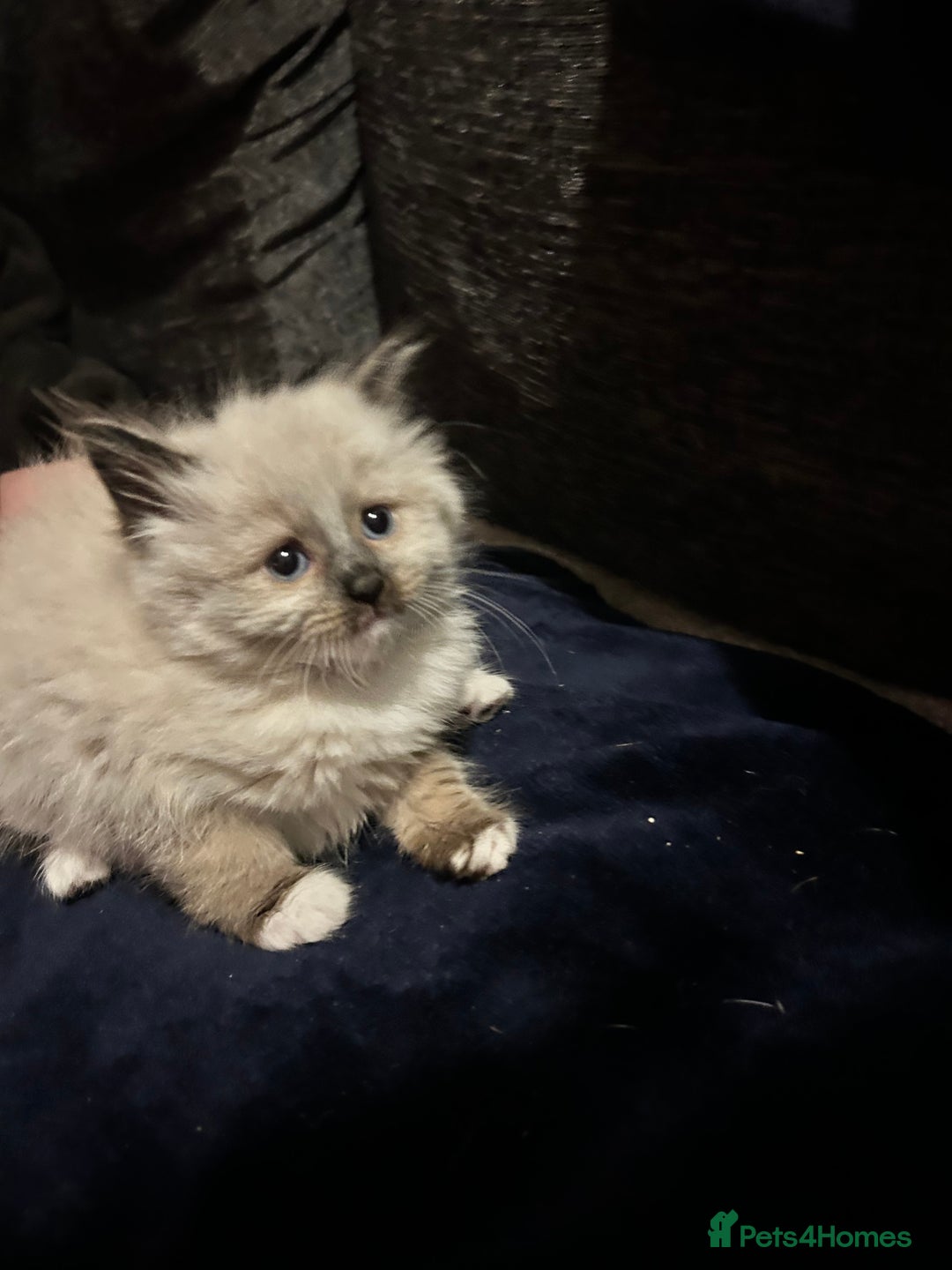 Mixed Breed cats for sale: Ragdoll x maincoon  - Advert 13