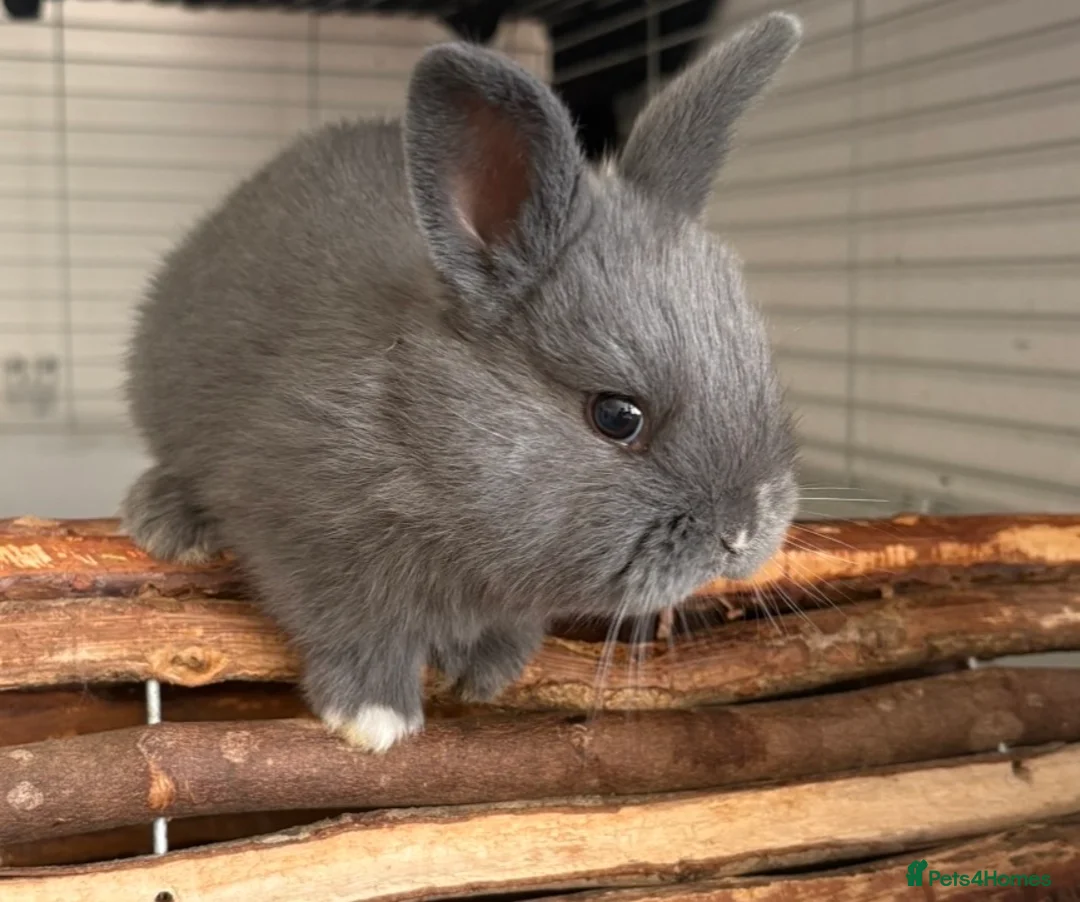 Mixed Breed rabbits for sale: 2 babies & mum for sale - Advert 1