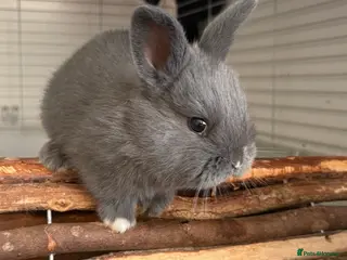 Mixed Breed rabbits 2 babies & mum for sale - Advert 1