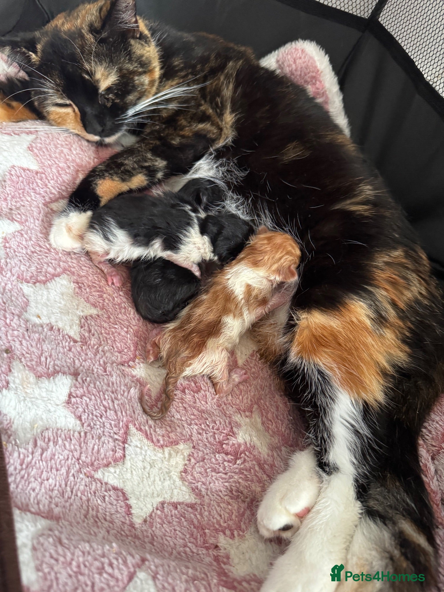 Domestic Shorthair cats 3  beautiful kittens  - Advert 3
