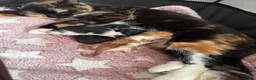 Domestic Shorthair cats for sale: 3  beautiful kittens  - Advert 1