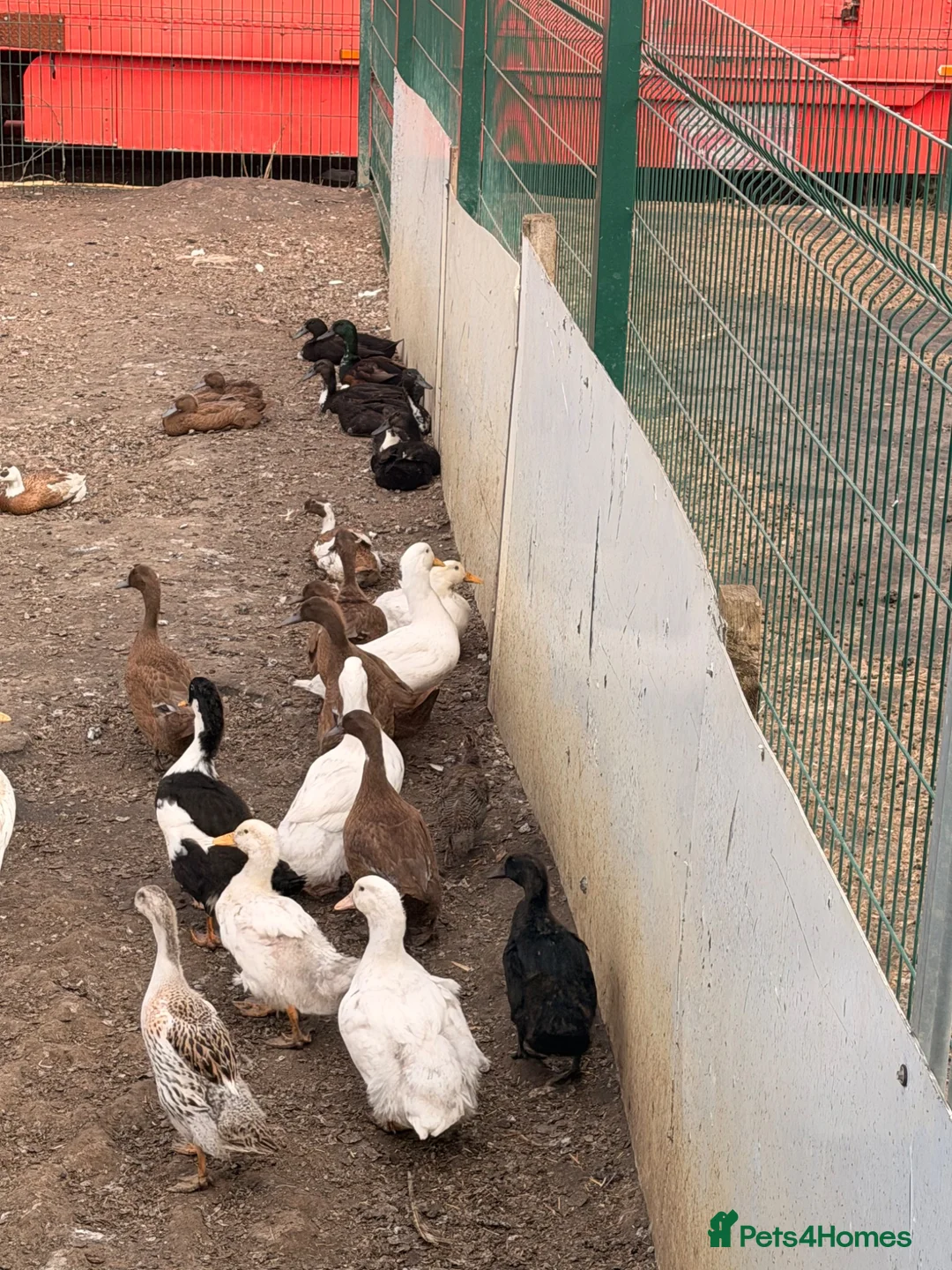 Ducks poultry for sale: Ducks Aylesbury and runners  - Advert 2