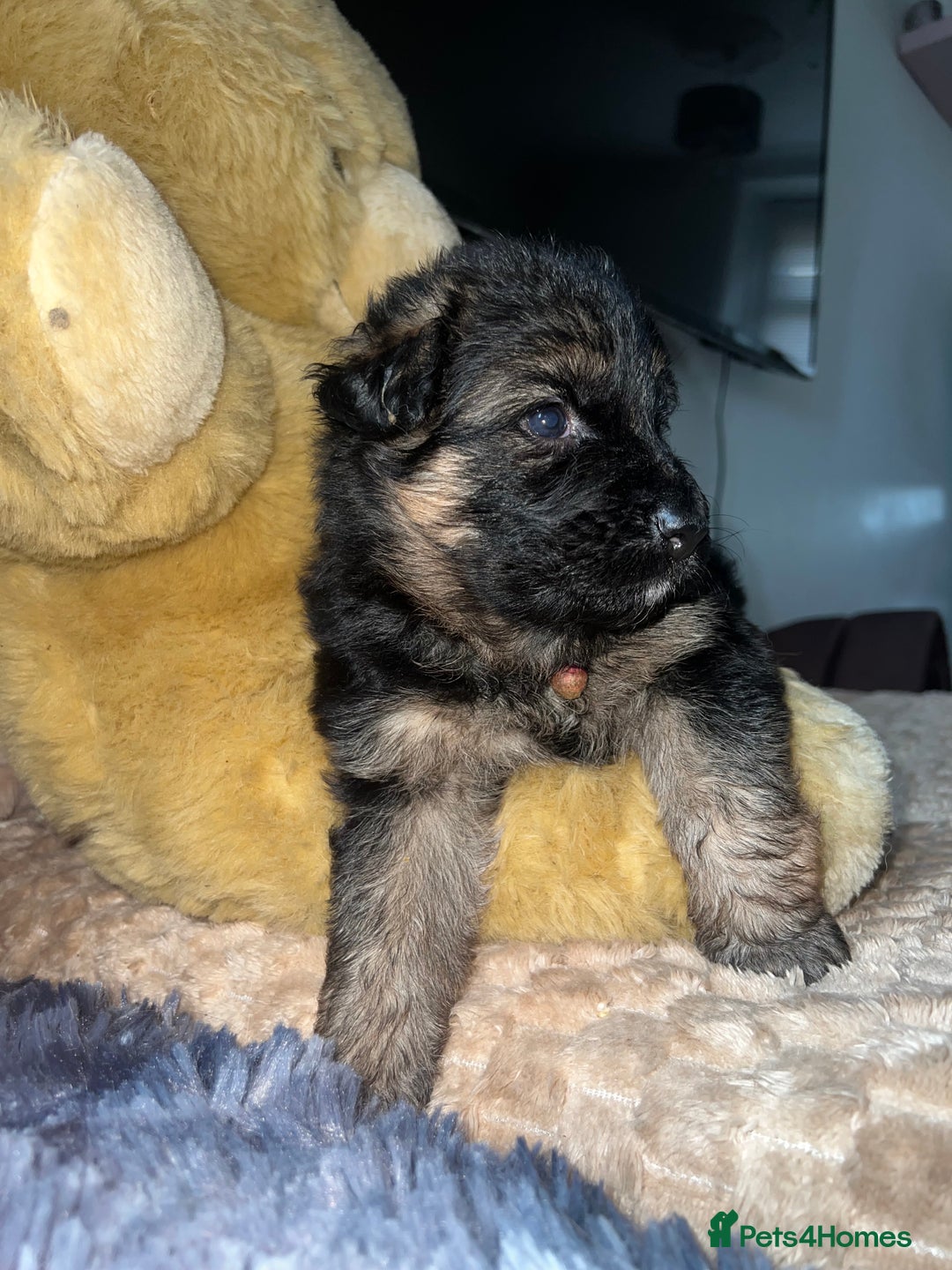 German Shepherd dogs for sale: 🏆quality KC registered long haired GSD pups🏆 - Image 22