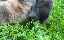 Lionhead rabbits for sale: Gorgeous Lionhead Black Boy Rabbit For Sale - Image 2