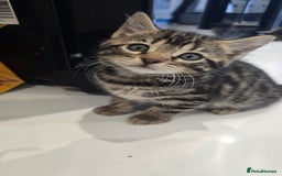 Bengal cats for sale:  Bengal with long haired blk & white kittens - Image 12