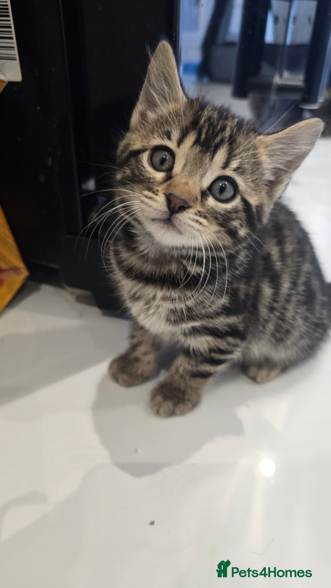 Bengal cats for sale:  Bengal with long haired blk & white kittens - Image 12