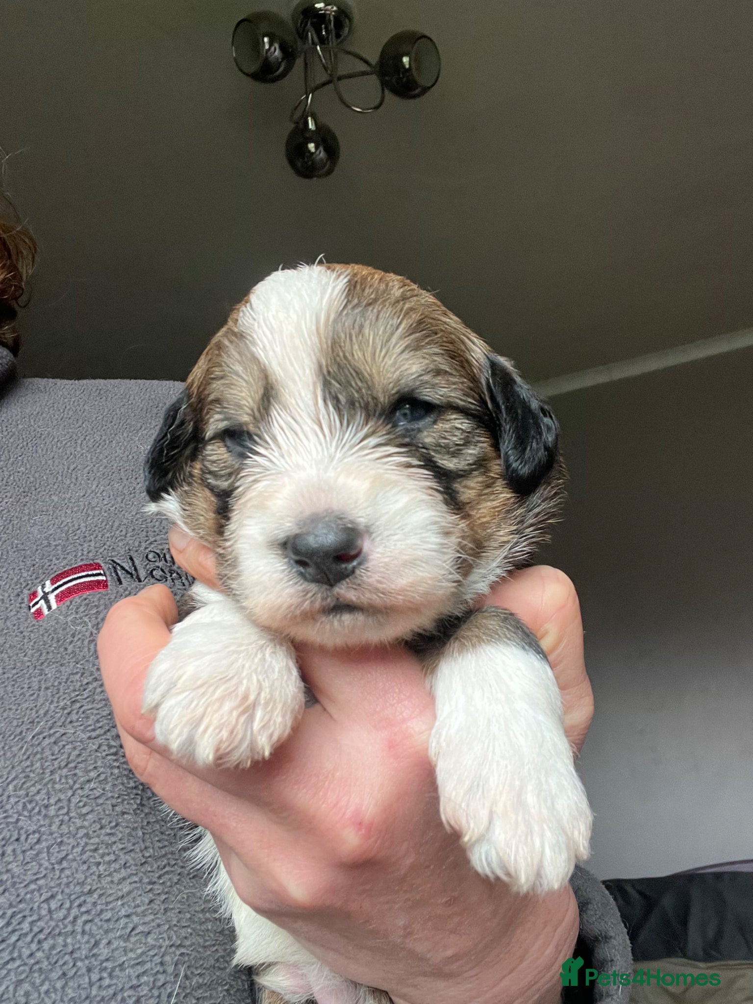 Bordoodle dogs F1 Bordoodle - extensive genetic testing clear - Advert 21