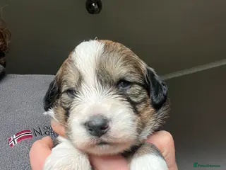 Bordoodle dogs F1 Bordoodle - extensive genetic testing clear - Advert 21