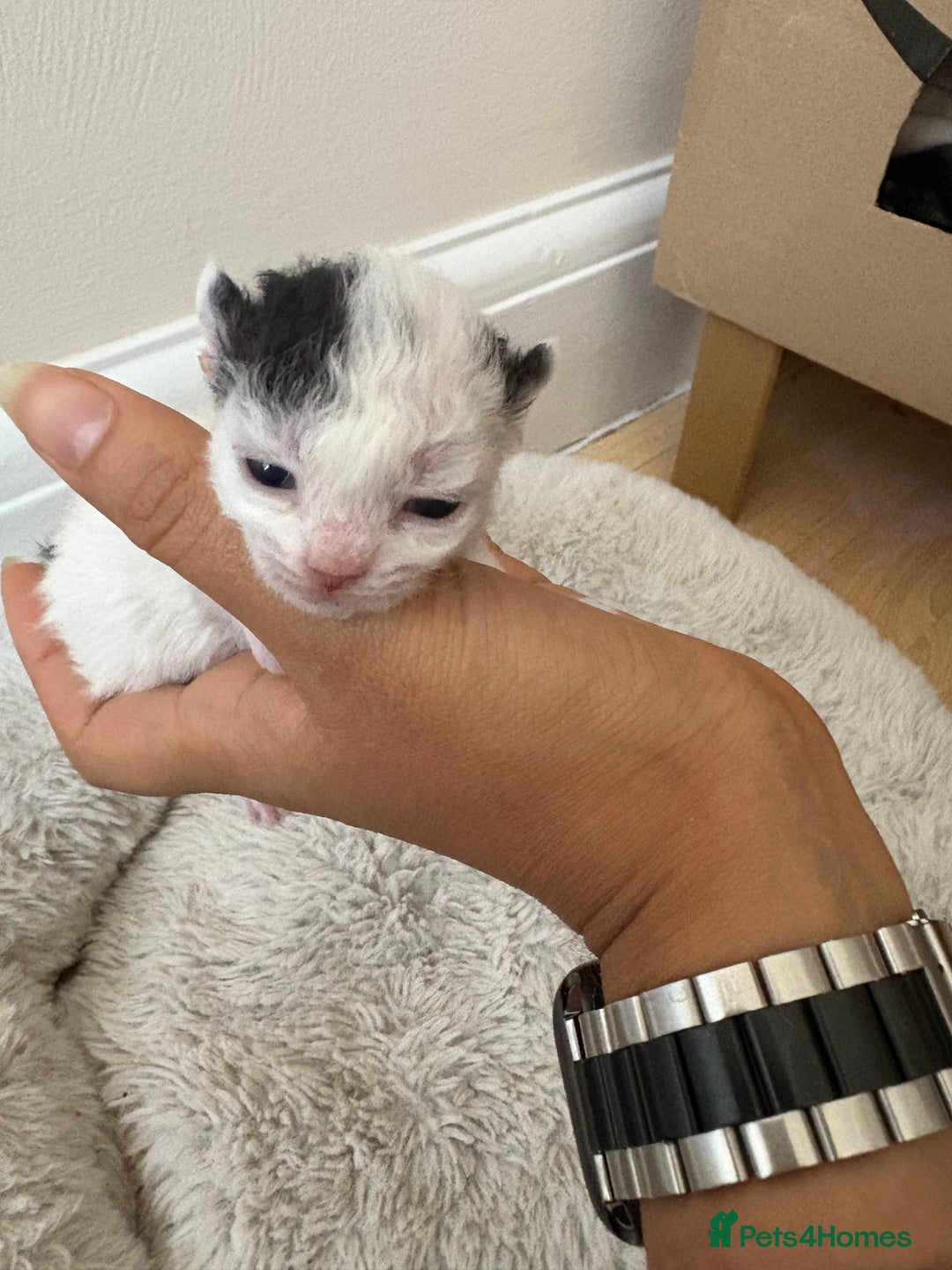 Mixed Breed cats for sale: Seven Tiny Adventures Waiting for Their Families - Advert 8