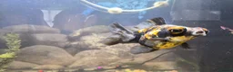 Fancy Goldfish fish for sale: 120 litre juwel tank with 2 fancy goldfish  - Advert 6