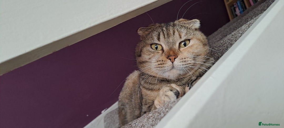 Scottish Fold cats for sale: Beautiful Scottish fold cat FREE - Image 10