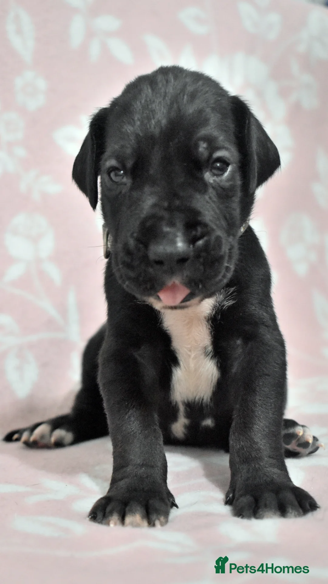 Great Dane dogs for stud: Great Dane for Stud in Bathgate - Advert 17