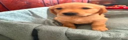 Golden Retriever dogs for sale: KC Registered Golden Retriever puppies - Advert 4