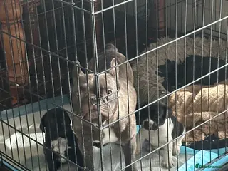 Mixed Breed dogs Frenchie x pointer - Advert 1