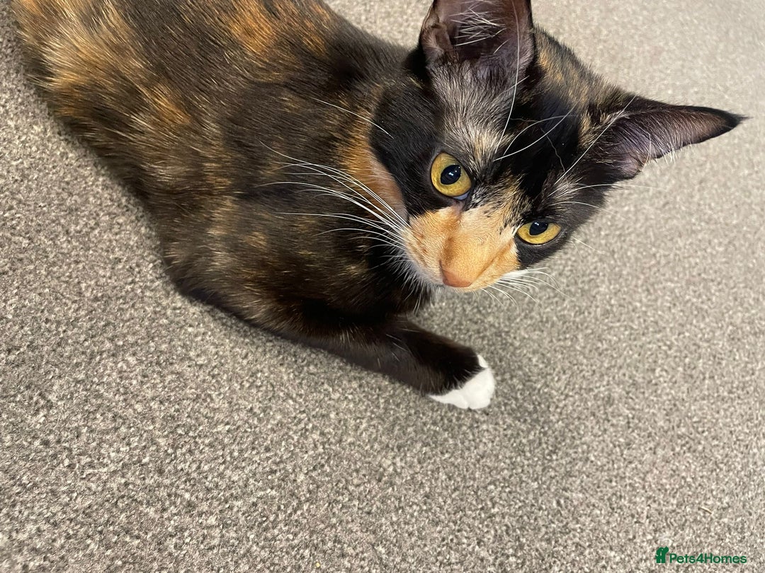 Mixed Breed cats for sale: Lovely cat for rehoming - Advert 2