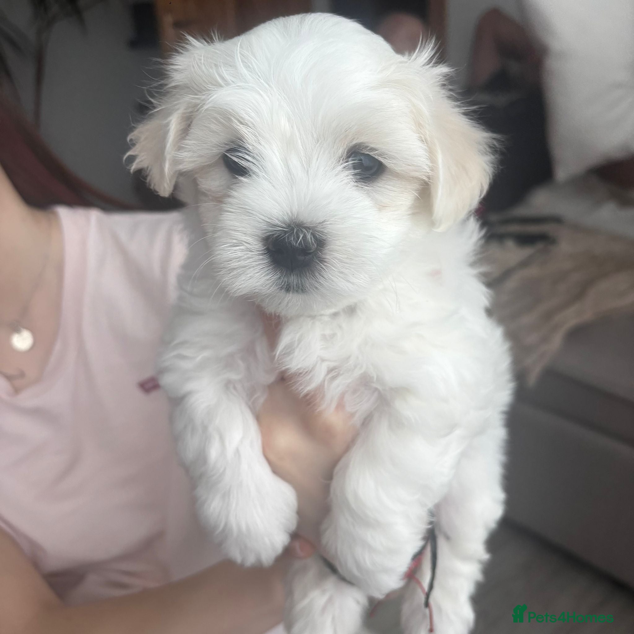 Maltese dogs Maltese 3 Boys 2 Girls   - Advert 10