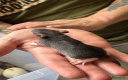 Rat rodents for sale: Dumbo/Rex rats  - Image 4