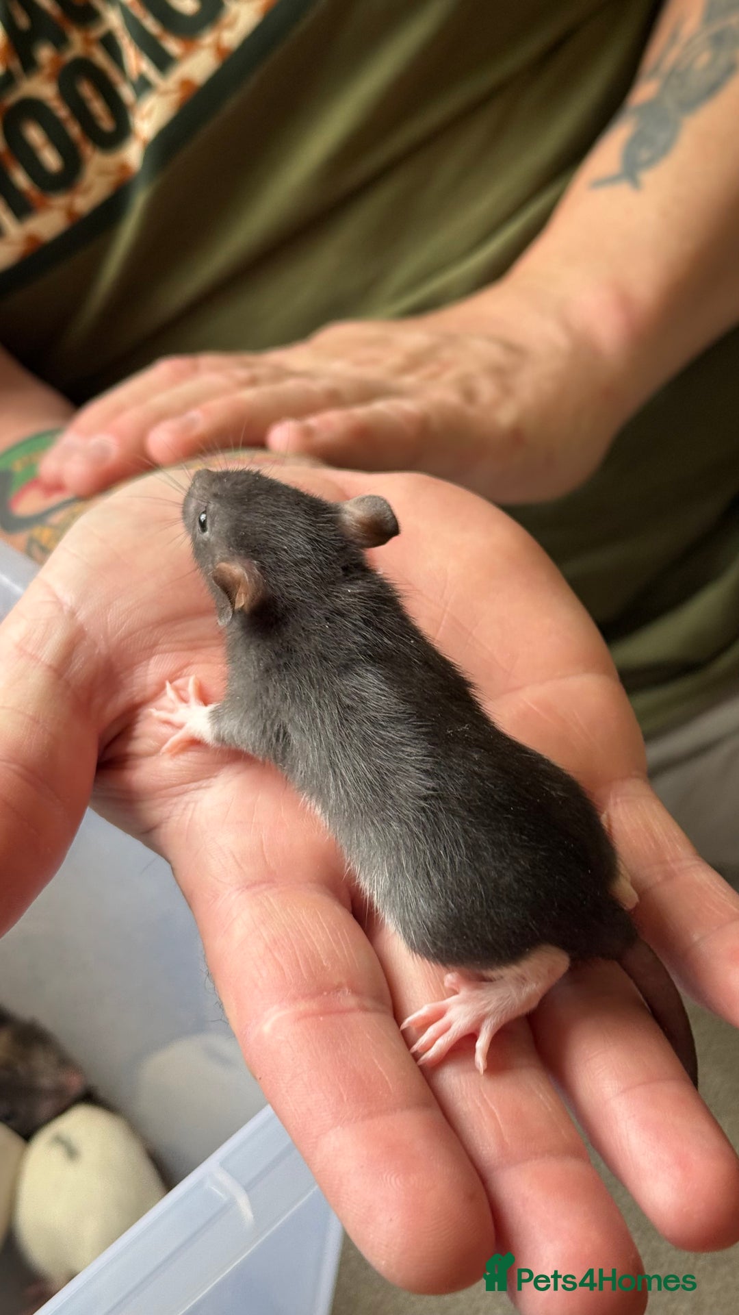 Rat rodents for sale: Dumbo/Rex rats  - Image 4