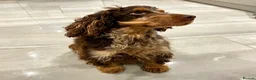 Cocker Spaniel dogs for sale: *KC REG show cocker spaniels  - Advert 3
