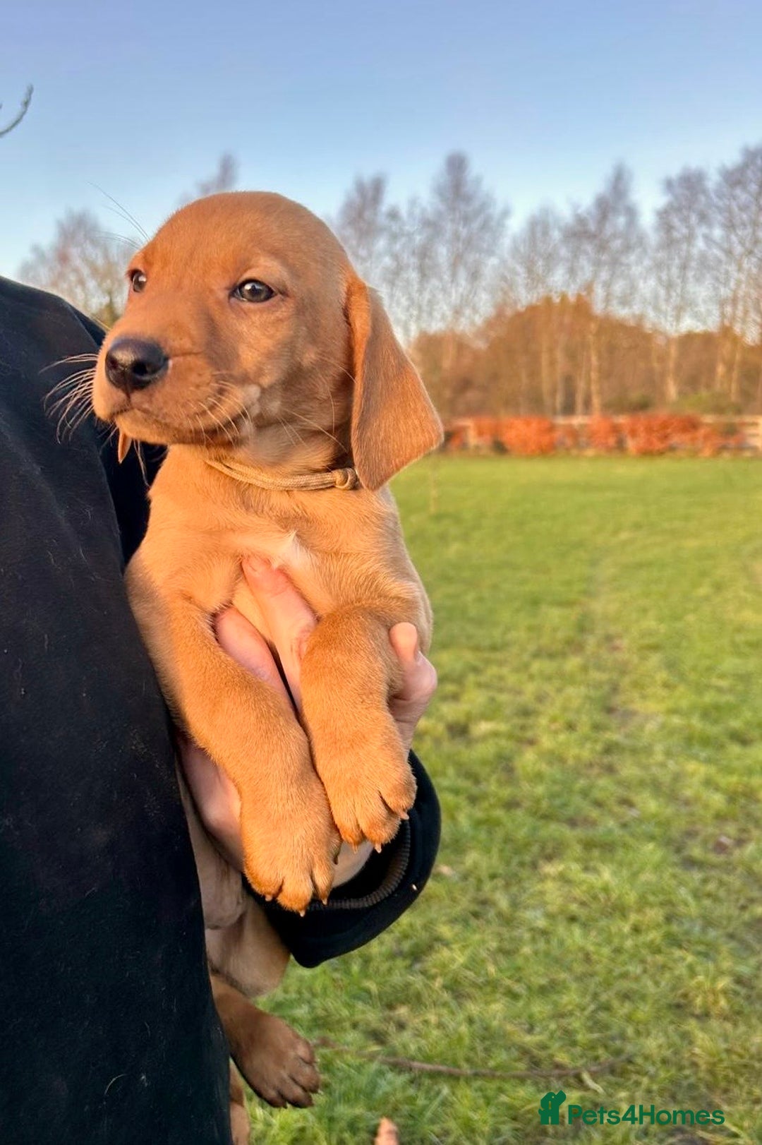 Mixed Breed dogs for sale: Stunning quality Vizslador puppies  - Advert 14