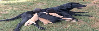 Labrador Retriever 1