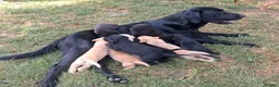 Labrador Retriever dogs for sale: Pedigree Labrador Retriever pups in Much Wenlock - Advert 5