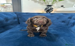 Cocker Spaniel dogs for sale: Beautiful litter of cocker spaniel pups 4 left  - Image 34