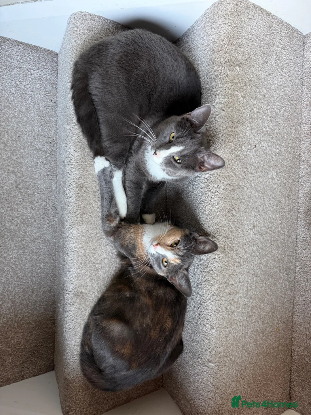Mixed Breed cats for sale: Little kittens 10 weeks old - Advert 2