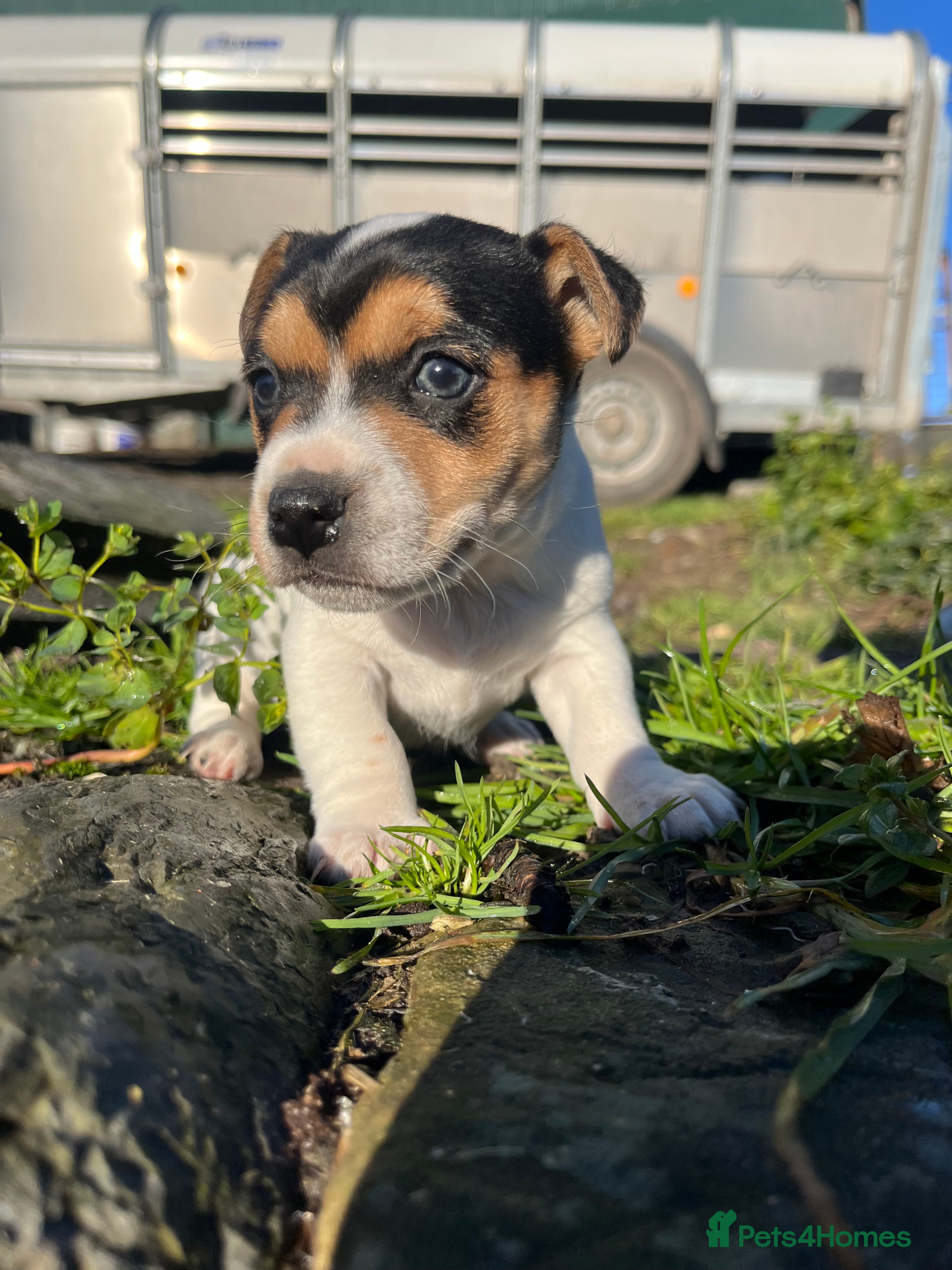 Jack Russell dogs DOCKED Beautiful White & Tri coloured Girls  - Advert 4
