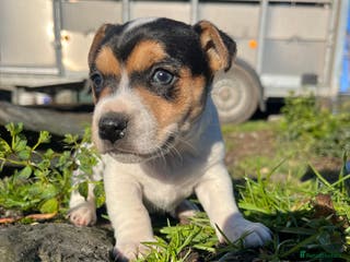 Jack Russell dogs DOCKED Beautiful White & Tri coloured Girls - Advert 4