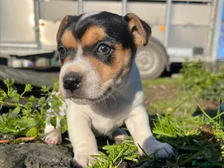 Jack Russell dogs DOCKED Beautiful White & Tri coloured Girls - Advert 1