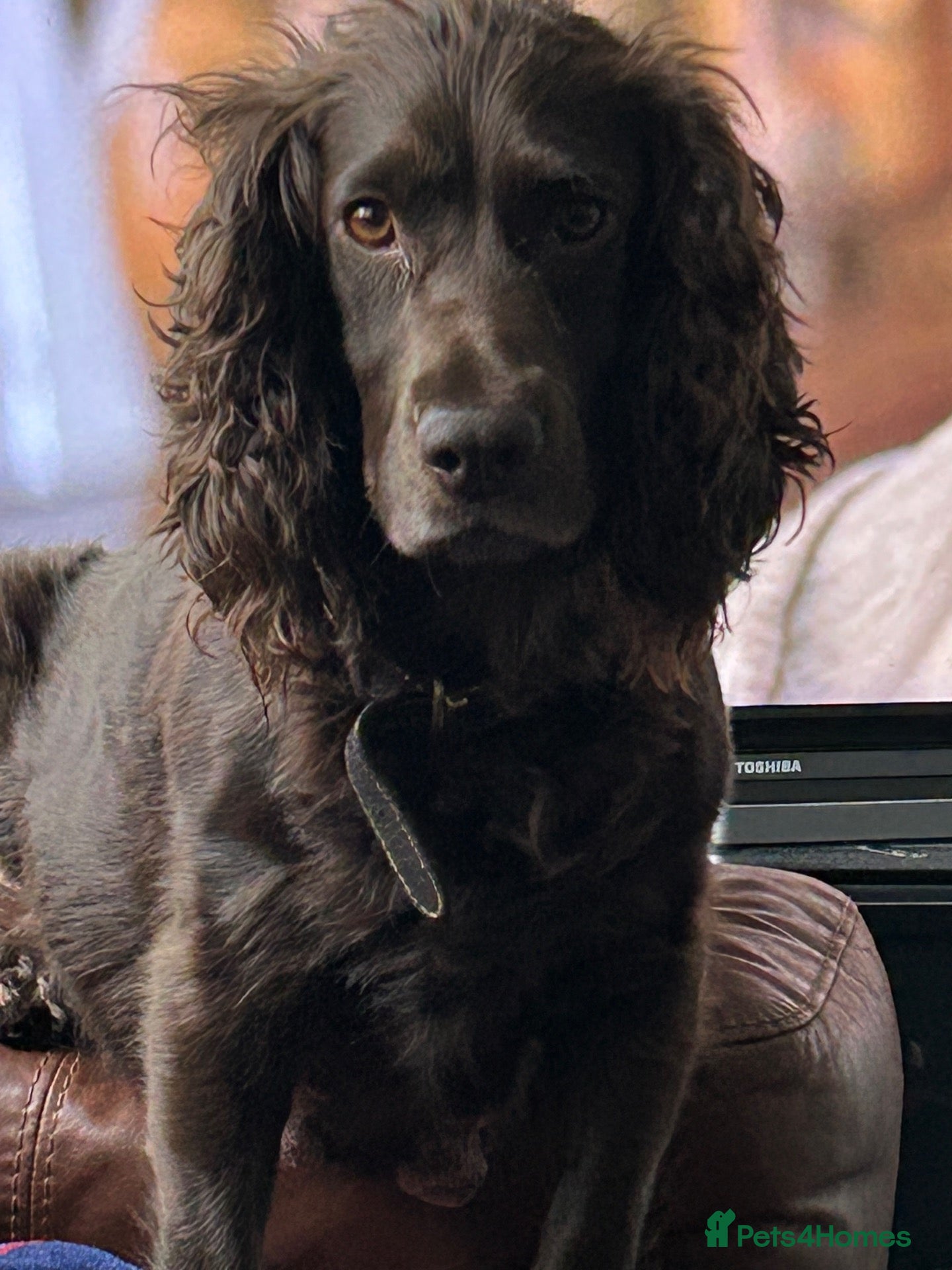 Cocker Spaniel dogs Cocker Spaniels  - Advert 2