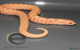 Snake reptiles for sale: Hognose snakes  - Image 7