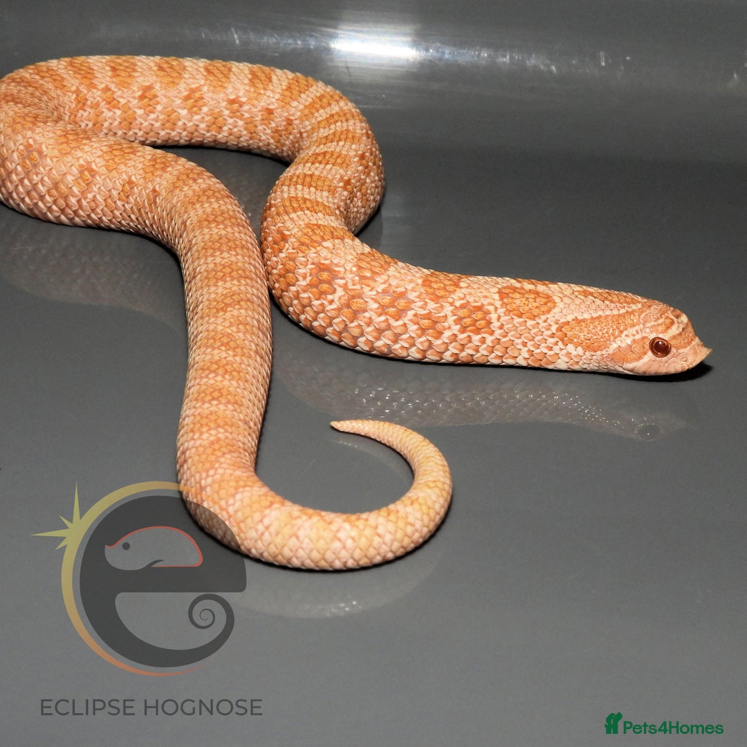 Snake reptiles for sale: Hognose snakes  - Image 7