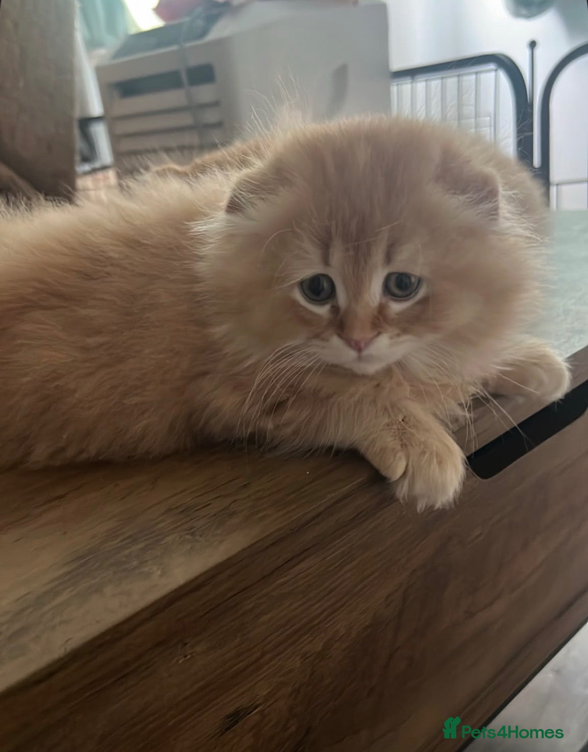 Scottish Fold cats for sale: 4 Fluffy British longhair Ginger kittens - Advert 2