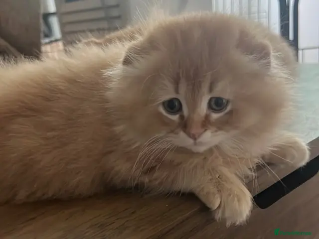 Scottish Fold cats for sale: 4 Fluffy British longhair Ginger kittens - Advert 2