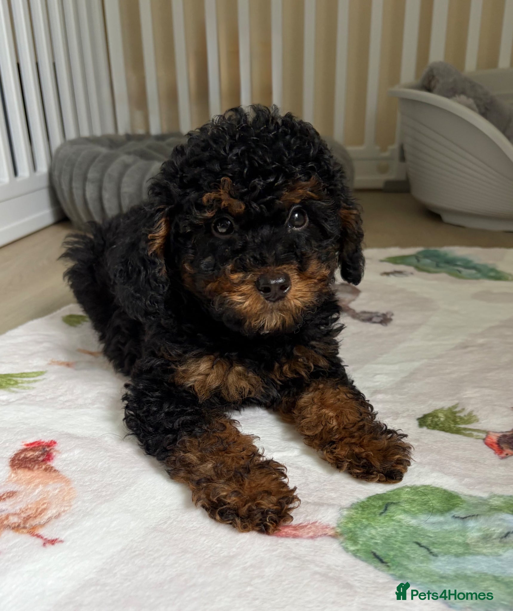 Toy Poodle dogs Health tested Toy Poodle puppies  - Advert 1