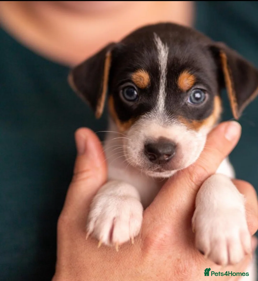 Jack Russell dogs for stud: Jack Russell for stud  - Advert 5