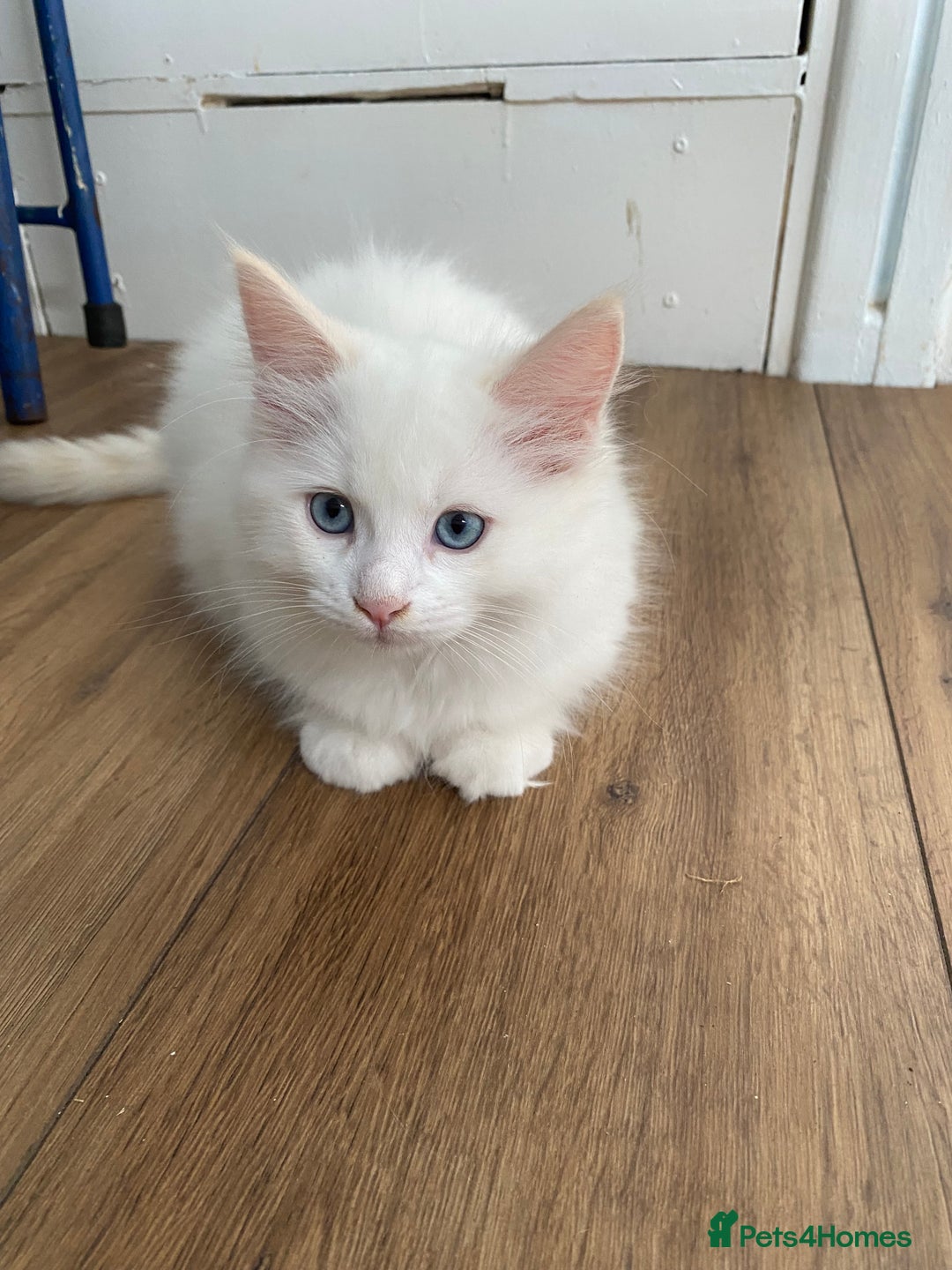 Ragdoll cats for sale: Ragdoll Kittens  - Image 11