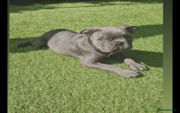 French Bulldog dogs for sale: Blue male French bulldog  - Image 5