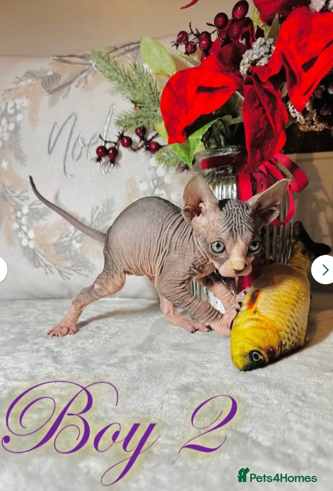 Sphynx cats for sale: Beautiful Sphynx boy in need of a loving home!  - Advert 1