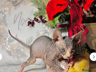 Sphynx cats Beautiful Sphynx boy in need of a loving home! - Advert 6