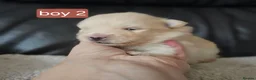 Pomeranian dogs for sale: Beautifull litter of full pomeranians - Advert 9