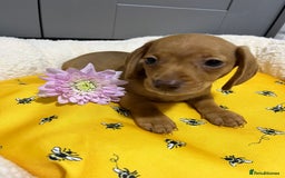 Miniature Dachshund dogs for sale: Min dachshund looking for their forever 🏡 - Image 11